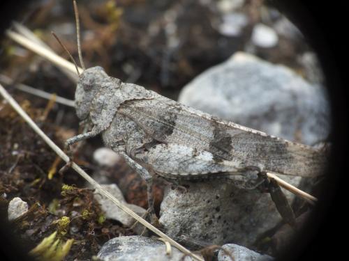 Oedipoda caerulescens caerulescens